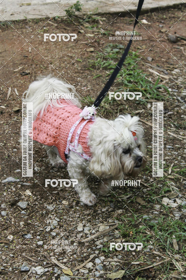 Buy your photos of the event2 PET RUNNER 2019 on Fotop