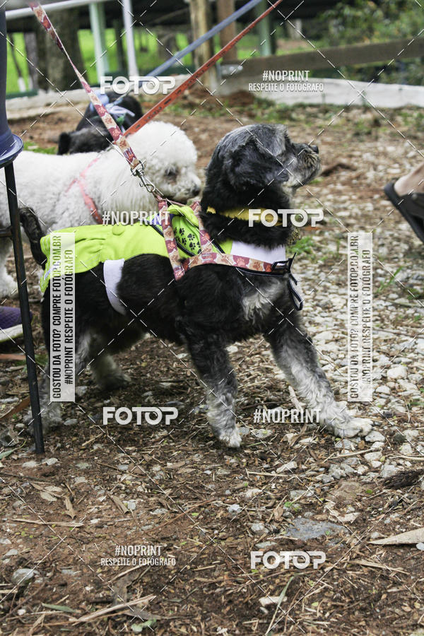 Buy your photos of the event2 PET RUNNER 2019 on Fotop