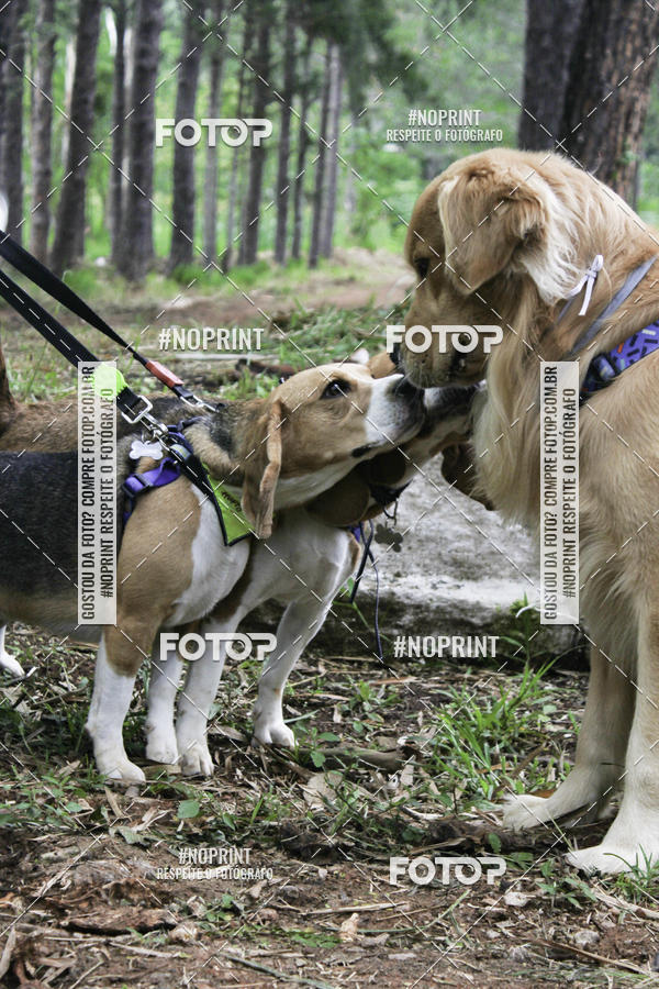 Buy your photos of the event2 PET RUNNER 2019 on Fotop