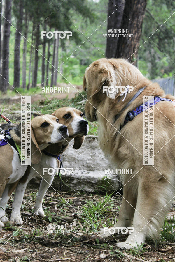 Buy your photos of the event2 PET RUNNER 2019 on Fotop