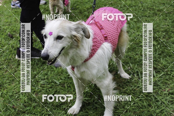 Buy your photos of the event2 PET RUNNER 2019 on Fotop