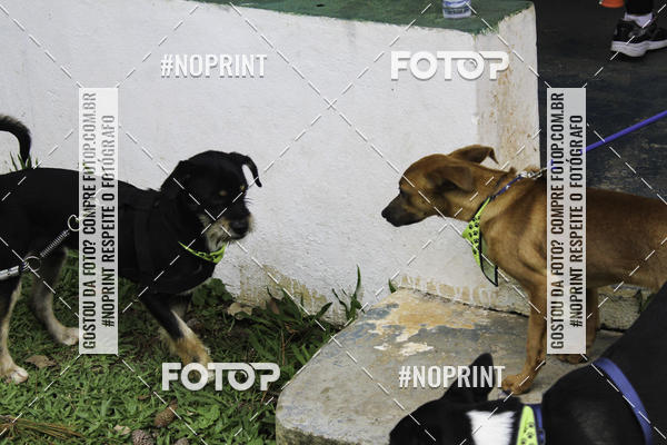 Buy your photos of the event2 PET RUNNER 2019 on Fotop