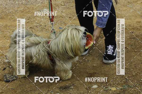 Buy your photos of the event2 PET RUNNER 2019 on Fotop