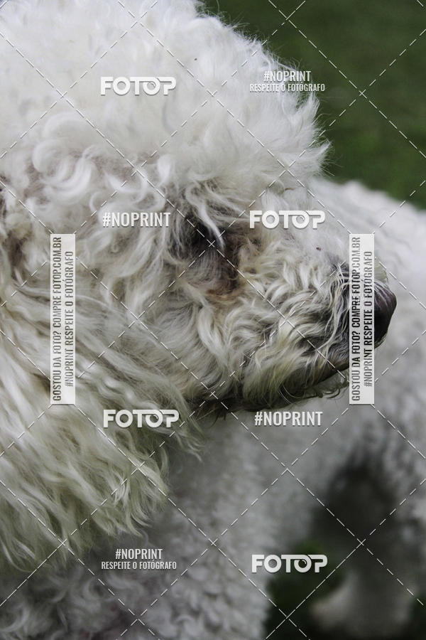 Buy your photos of the event2 PET RUNNER 2019 on Fotop