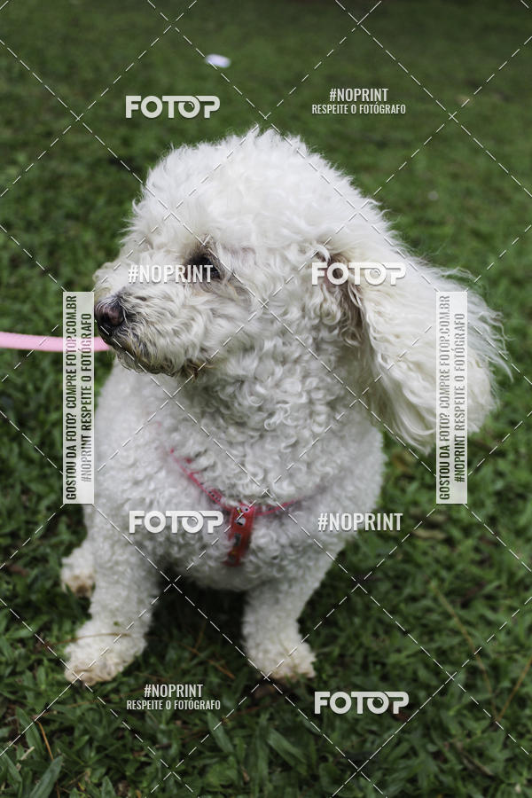 Buy your photos of the event2 PET RUNNER 2019 on Fotop