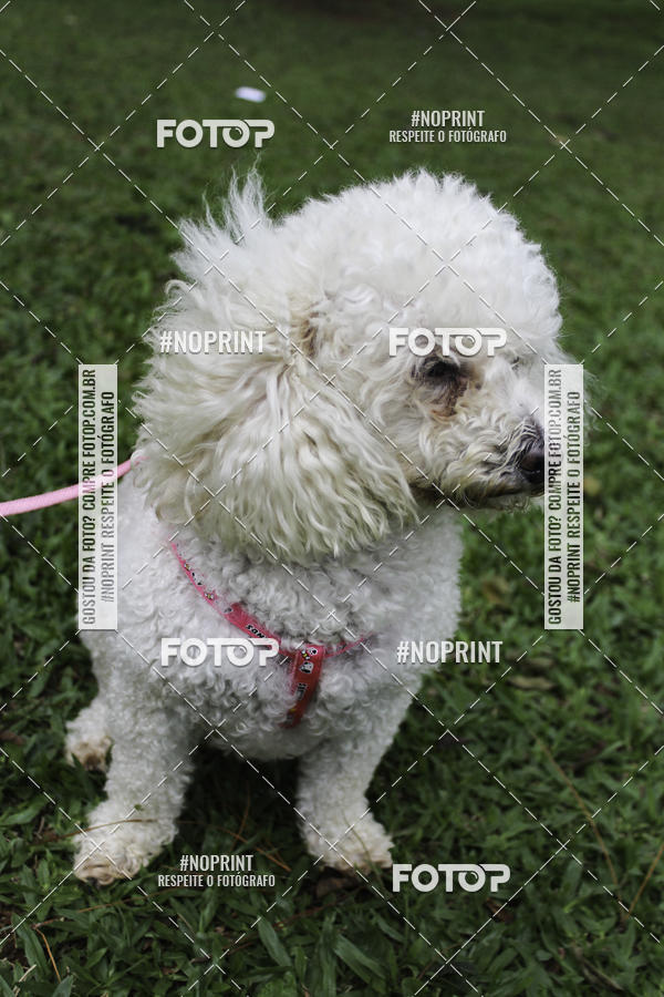 Buy your photos of the event2 PET RUNNER 2019 on Fotop