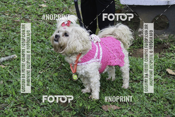Buy your photos of the event2 PET RUNNER 2019 on Fotop