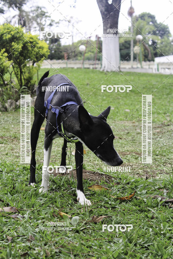 Buy your photos of the event2 PET RUNNER 2019 on Fotop