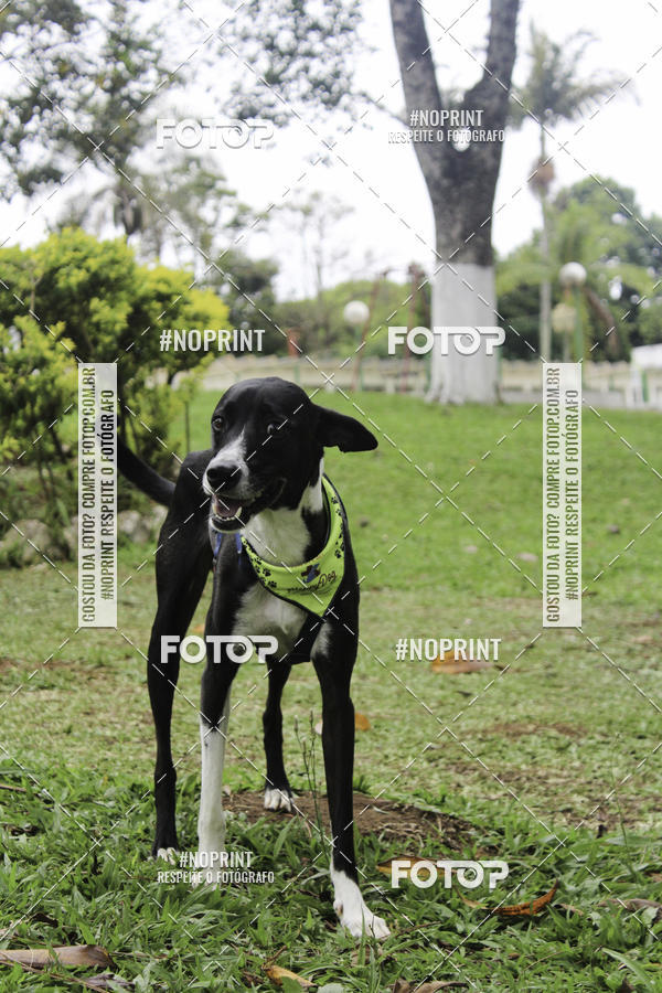 Buy your photos of the event2 PET RUNNER 2019 on Fotop