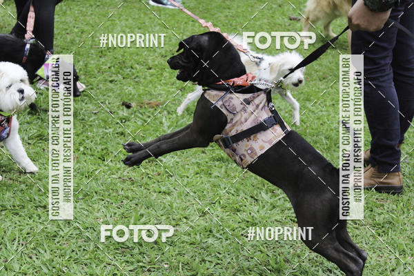 Buy your photos of the event2 PET RUNNER 2019 on Fotop