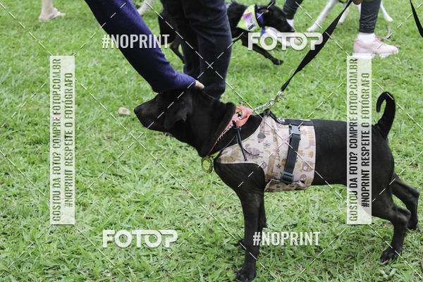 Buy your photos of the event2 PET RUNNER 2019 on Fotop