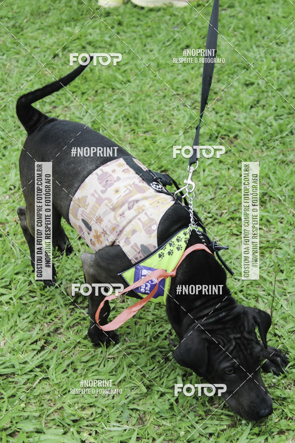 Buy your photos of the event2 PET RUNNER 2019 on Fotop