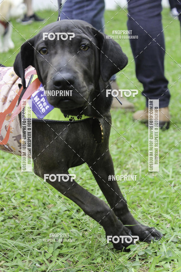 Buy your photos of the event2 PET RUNNER 2019 on Fotop