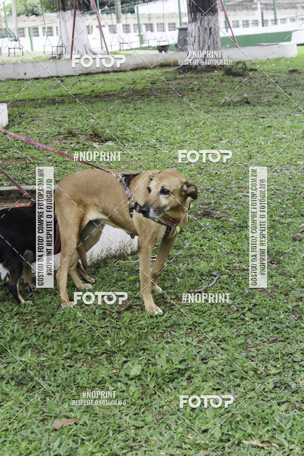 Buy your photos of the event2 PET RUNNER 2019 on Fotop