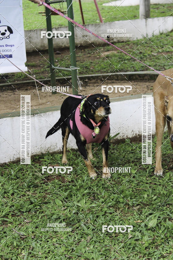 Buy your photos of the event2 PET RUNNER 2019 on Fotop