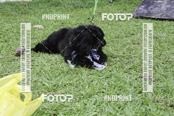 Buy your photos of the event2 PET RUNNER 2019 on Fotop