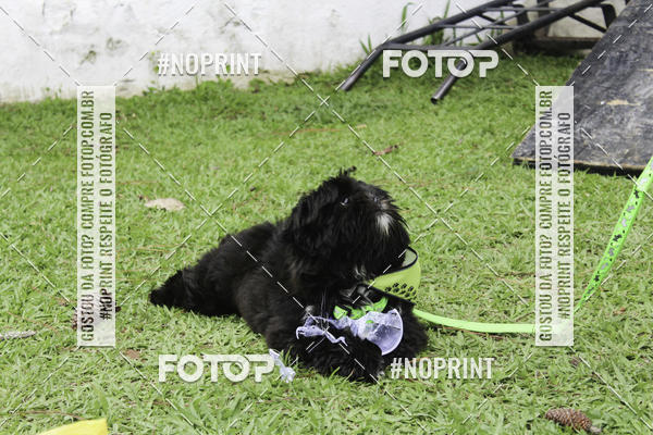 Buy your photos of the event2 PET RUNNER 2019 on Fotop