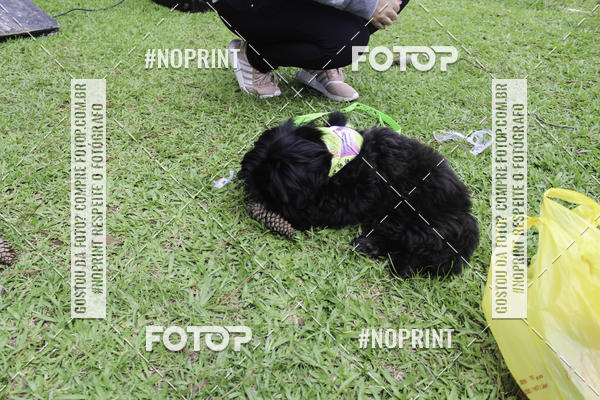 Buy your photos of the event2 PET RUNNER 2019 on Fotop