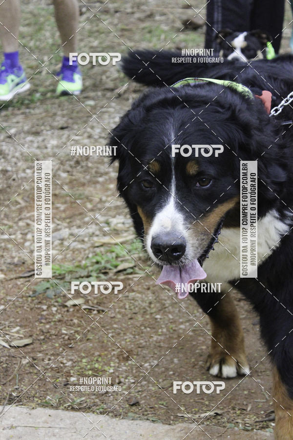 Buy your photos of the event2 PET RUNNER 2019 on Fotop