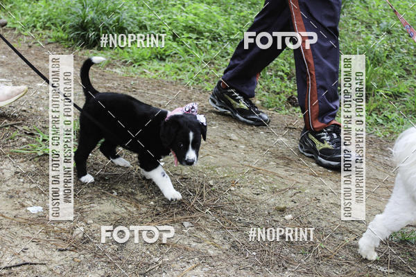 Buy your photos of the event2 PET RUNNER 2019 on Fotop