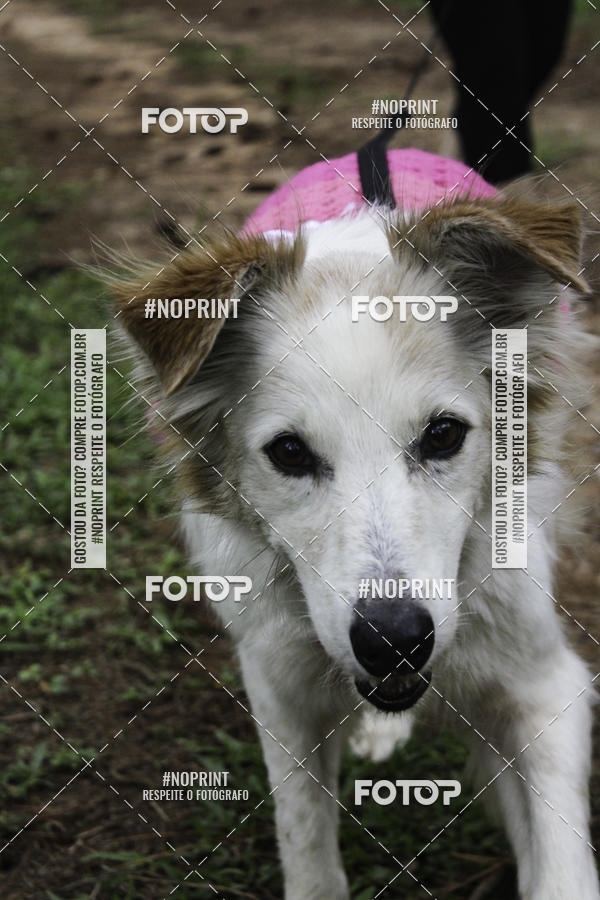 Buy your photos of the event2 PET RUNNER 2019 on Fotop