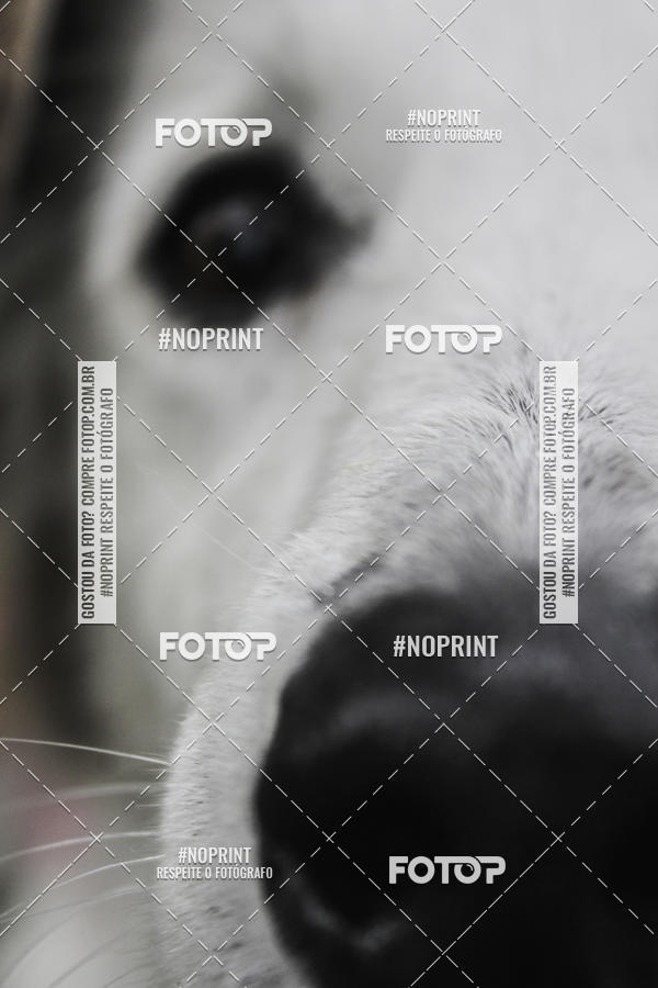 Buy your photos of the event2 PET RUNNER 2019 on Fotop