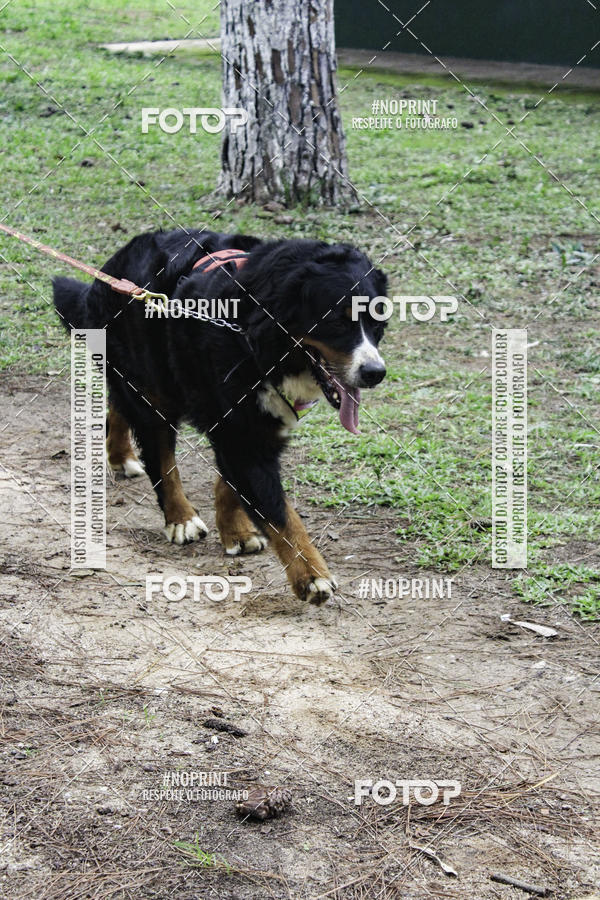 Buy your photos of the event2 PET RUNNER 2019 on Fotop