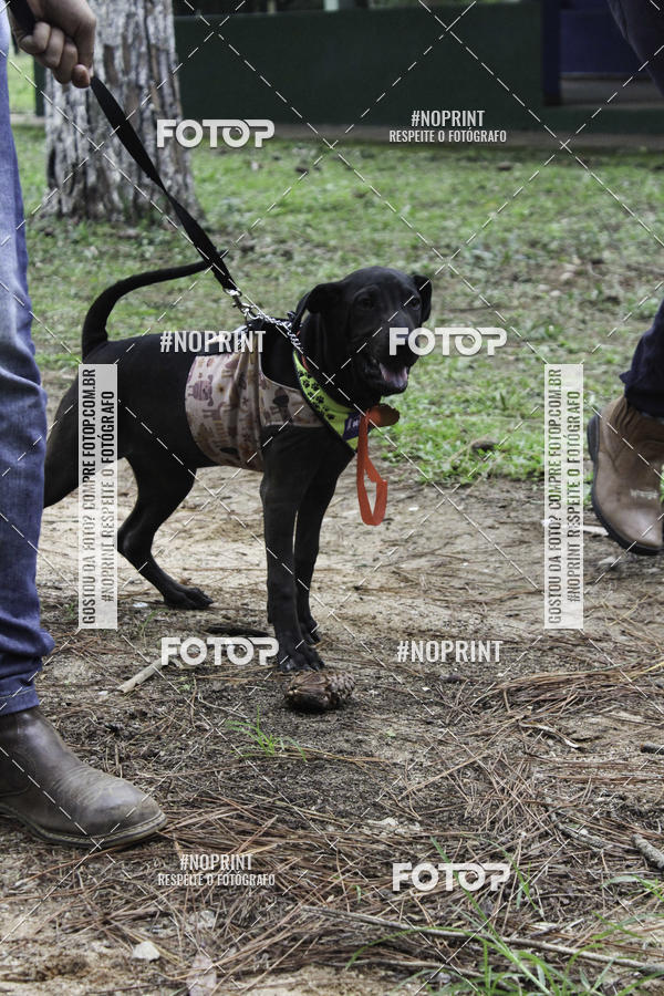 Buy your photos of the event2 PET RUNNER 2019 on Fotop