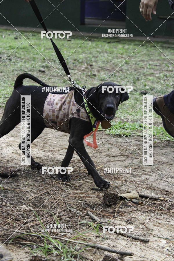 Buy your photos of the event2 PET RUNNER 2019 on Fotop