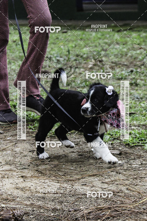 Buy your photos of the event2 PET RUNNER 2019 on Fotop