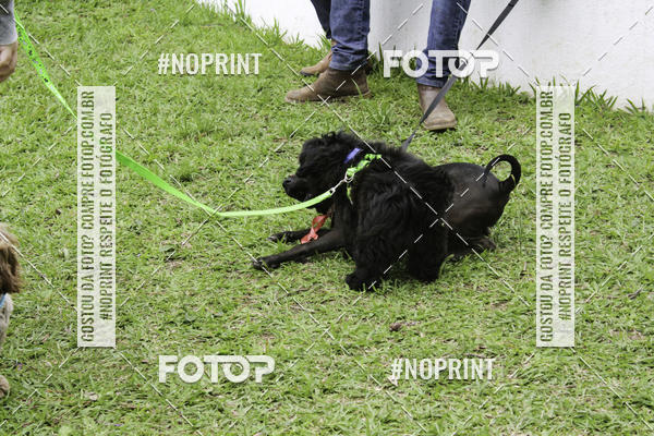 Buy your photos of the event2 PET RUNNER 2019 on Fotop