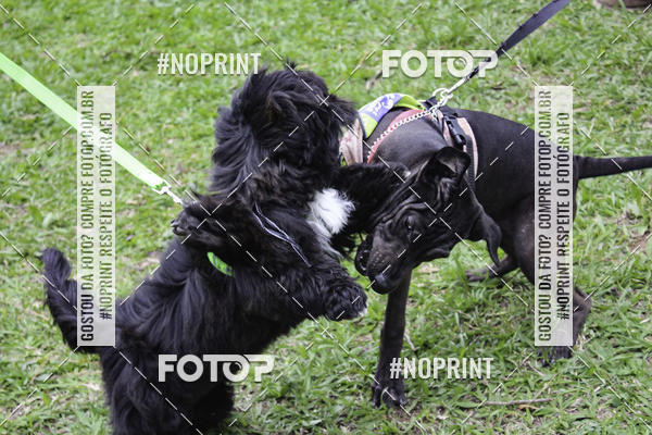 Buy your photos of the event2 PET RUNNER 2019 on Fotop