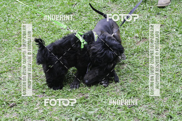 Buy your photos of the event2 PET RUNNER 2019 on Fotop