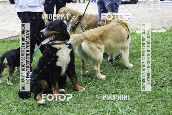 Buy your photos of the event2 PET RUNNER 2019 on Fotop