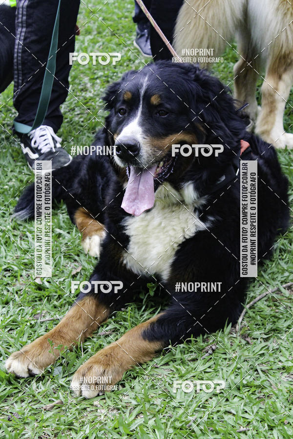 Buy your photos of the event2 PET RUNNER 2019 on Fotop