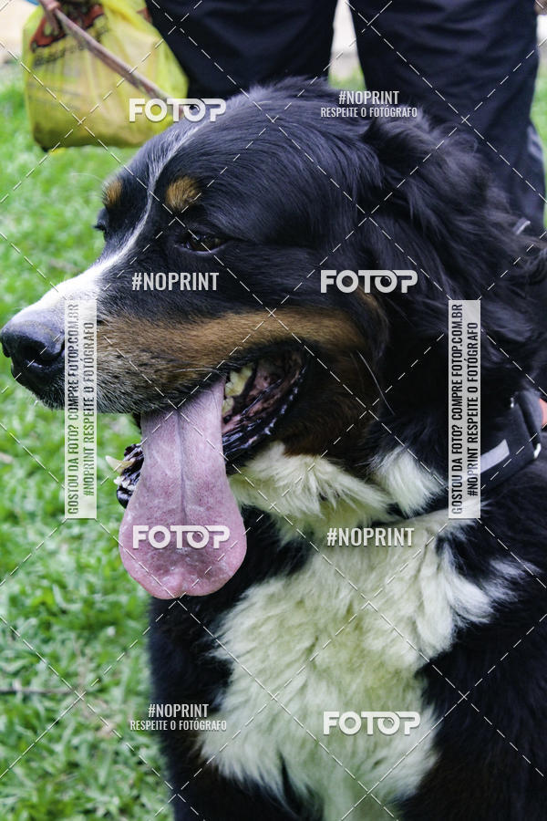 Buy your photos of the event2 PET RUNNER 2019 on Fotop