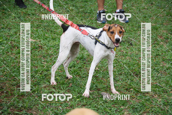 Buy your photos of the event2 PET RUNNER 2019 on Fotop