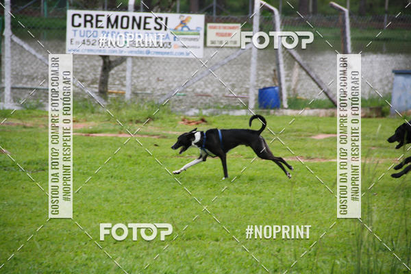 Buy your photos of the event2 PET RUNNER 2019 on Fotop