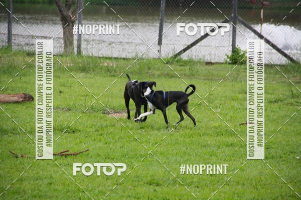 Buy your photos of the event2 PET RUNNER 2019 on Fotop