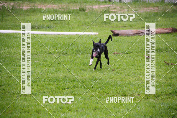 Buy your photos of the event2 PET RUNNER 2019 on Fotop