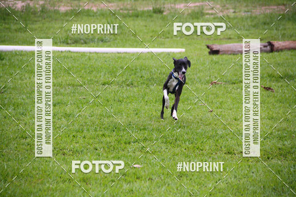 Buy your photos of the event2 PET RUNNER 2019 on Fotop