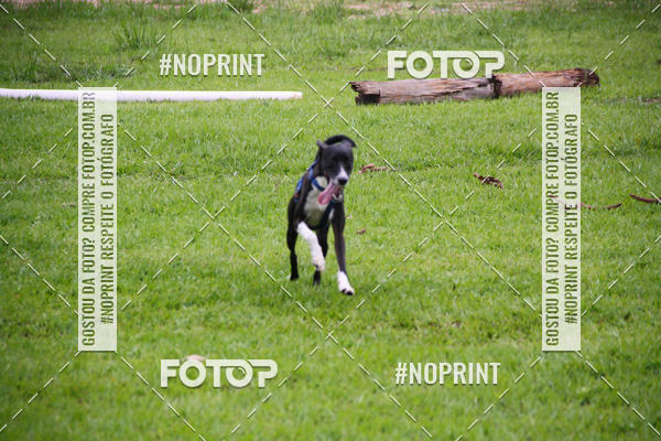 Buy your photos of the event2 PET RUNNER 2019 on Fotop