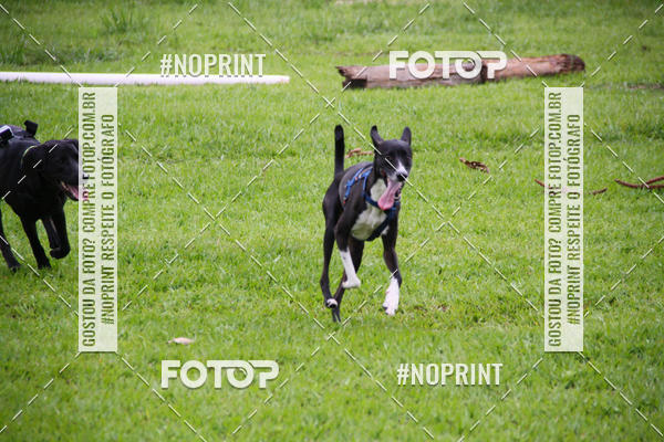 Buy your photos of the event2 PET RUNNER 2019 on Fotop