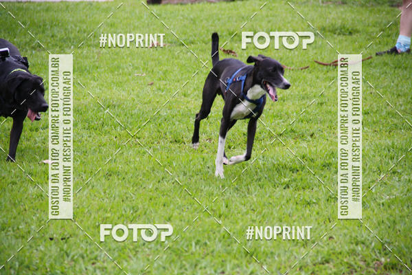 Buy your photos of the event2 PET RUNNER 2019 on Fotop