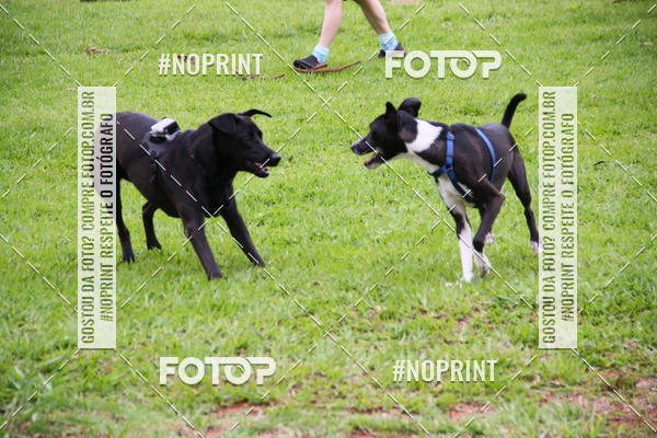 Buy your photos of the event2 PET RUNNER 2019 on Fotop