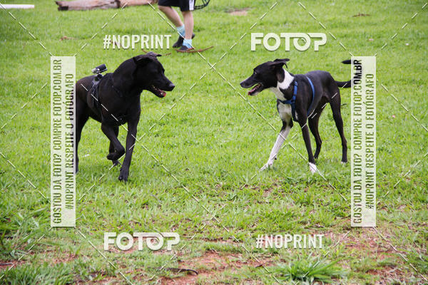 Buy your photos of the event2 PET RUNNER 2019 on Fotop