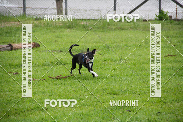 Buy your photos of the event2 PET RUNNER 2019 on Fotop