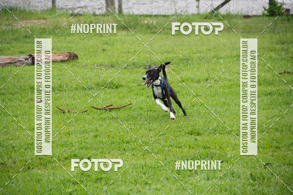 Buy your photos of the event2 PET RUNNER 2019 on Fotop