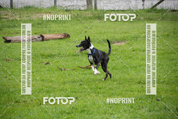 Buy your photos of the event2 PET RUNNER 2019 on Fotop