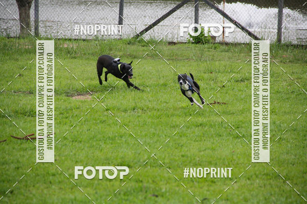 Buy your photos of the event2 PET RUNNER 2019 on Fotop